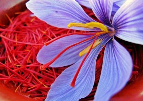 Azafran oro rojo