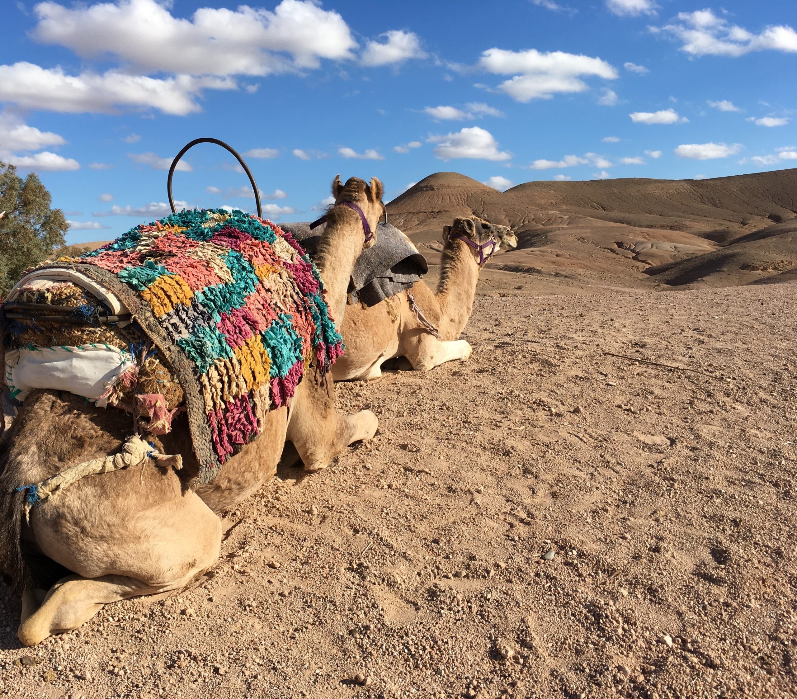 paseo camello agafay